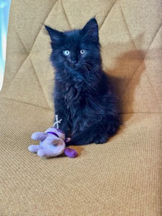 Super süsse Main Coon Kitten suchen liebevolles Zuhause