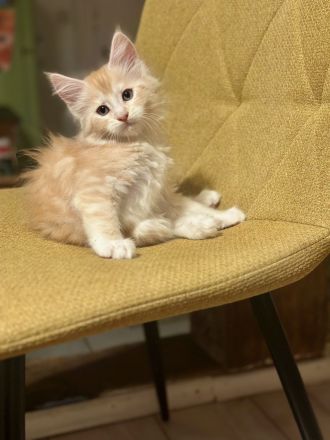 Super süsse Main Coon Kitten suchen liebevolles Zuhause