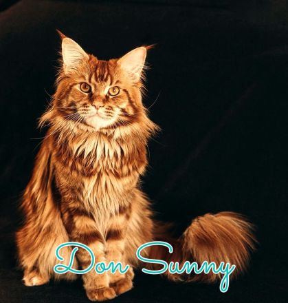 Super süsse Main Coon Kitten suchen liebevolles Zuhause