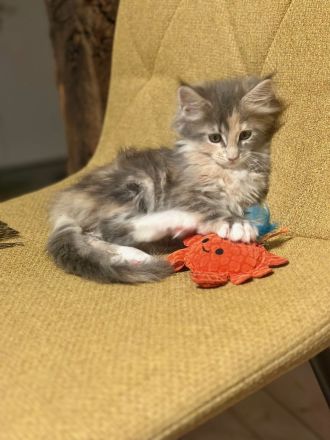 Super süsse Main Coon Kitten suchen liebevolles Zuhause