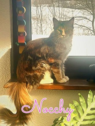 Super süsse Main Coon Kitten suchen liebevolles Zuhause