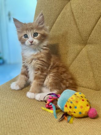 Super süsse Main Coon Kitten suchen liebevolles Zuhause