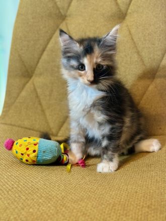 Super süsse Main Coon Kitten suchen liebevolles Zuhause