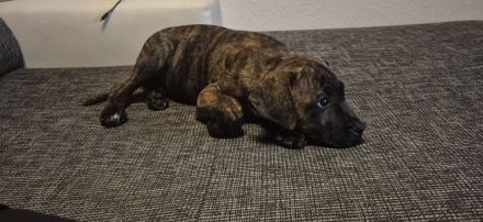 Hübscher Cane Corso Mix Rüde 3 Monate sucht sein für immer Zuhause