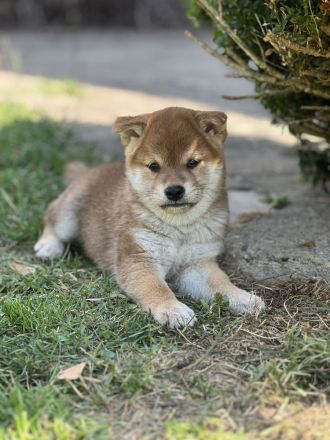 Wurfplanung Shiba Inu, Winter 26/27
