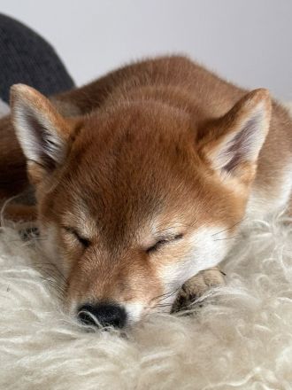 Wurfplanung Shiba Inu, Winter 26/27
