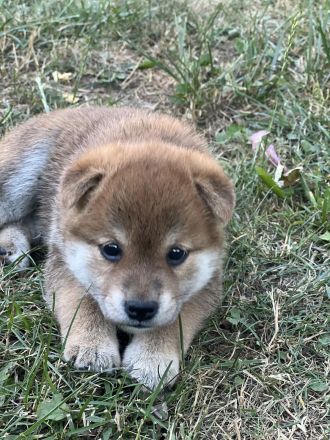 Wurfplanung Shiba Inu, Winter 26/27