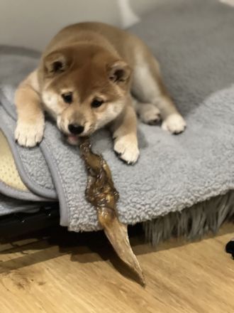Wurfplanung Shiba Inu, Winter 26/27