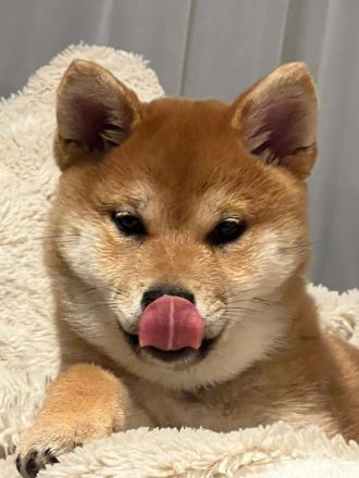 Wurfplanung Shiba Inu, Winter 26/27