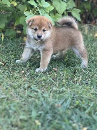 Wurfplanung Shiba Inu, Winter 26/27