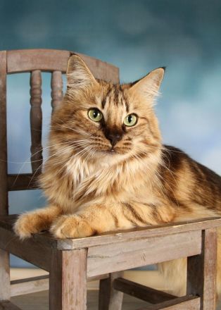 Norwegischer Waldkatze - amber (kastriert)