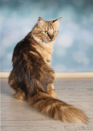 Norwegischer Waldkatze - amber (kastriert)