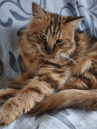 Norwegischer Waldkatze - amber (kastriert)