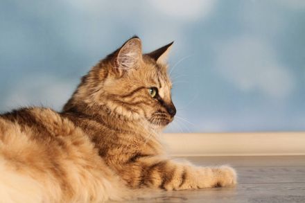 Norwegischer Waldkatze - amber (kastriert)