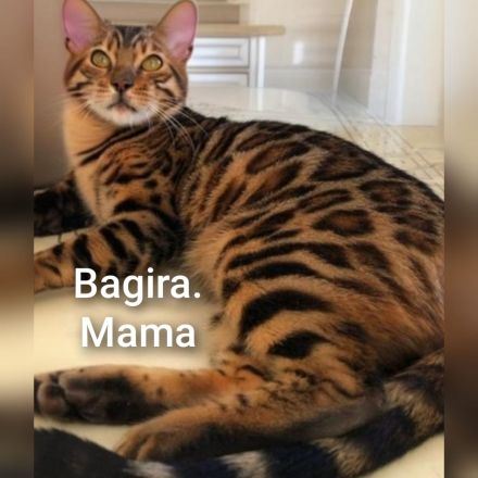 Bengal Kitten Mini-Leoparden