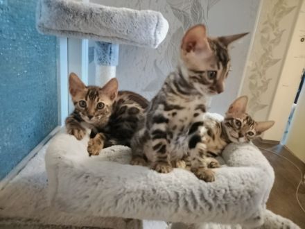 Bengal Kitten Mini-Leoparden
