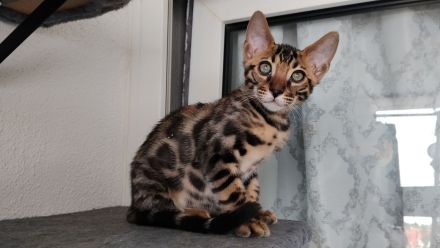 Bengal Kitten Mini-Leoparden