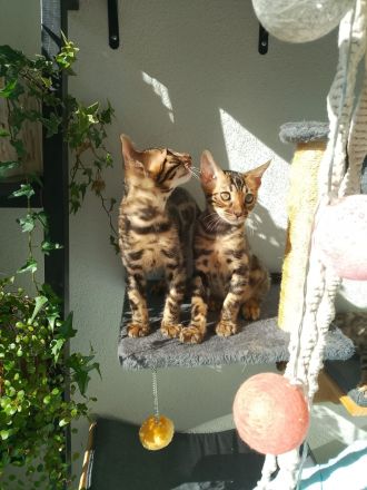 Bengal Kitten Mini-Leoparden