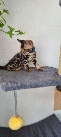 Reinrassige Bengal Kitten Brown Tabby Spotted