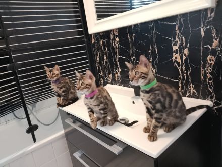 Reinrassige Bengal Kitten Mini-Leoparden Brown Tabby spotted