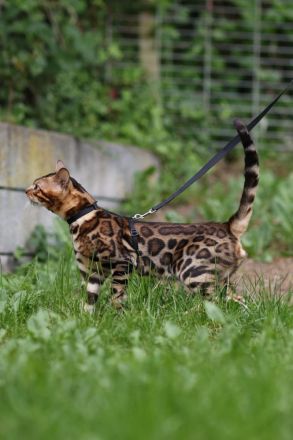 Bengal Kitten Mini-Leoparden