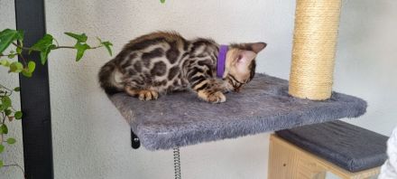 Reinrassige Bengal Kitten Brown Tabby Spotted