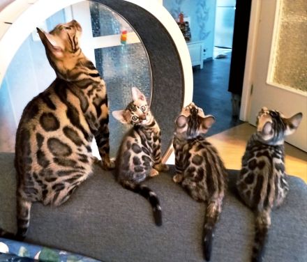 Bengal Kitten Mini-Leoparden