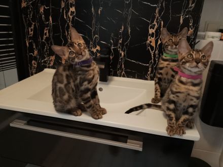 Reinrassige Bengal Kitten Mini-Leoparden Brown Tabby spotted