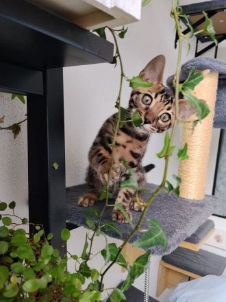 Bengal Kitten Mini-Leoparden