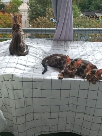 Reinrassige Bengal Kitten Mini-Leoparden Brown Tabby spotted