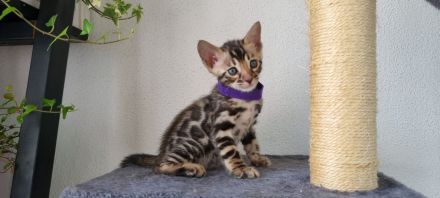 Reinrassige Bengal Kitten Brown Tabby Spotted