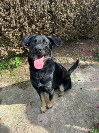 Schäferhund Welpe Tripolini sucht Dich!