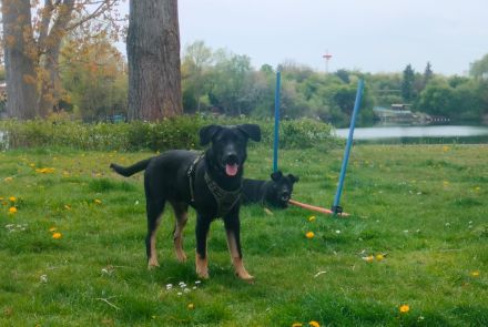 Schäferhund Welpe Tripolini sucht Dich!
