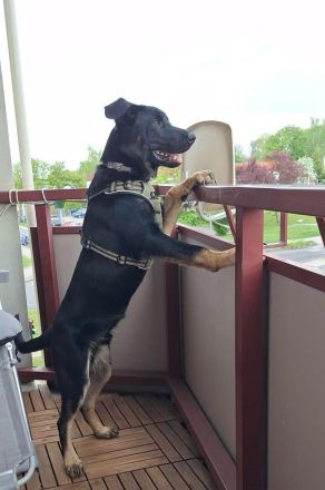 Schäferhund Welpe Tripolini sucht Dich!