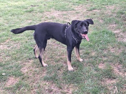 Schäferhund Welpe Tripolini sucht Dich!