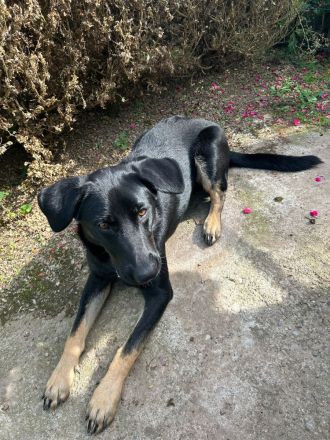 Schäferhund Welpe Tripolini sucht Dich!
