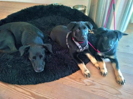 Schäferhund Welpe Tripolini sucht Dich!