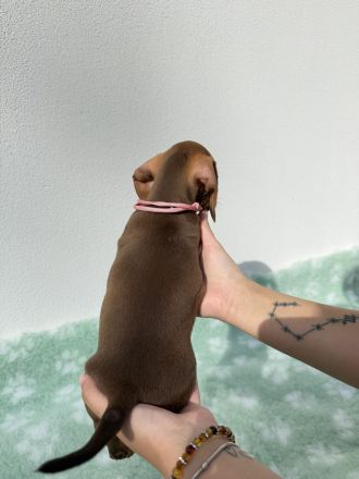 Dackel Zwergdackel Welpen | Dachshund miniature