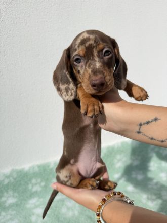 Dackel Zwergdackel Welpen | Dachshund miniature