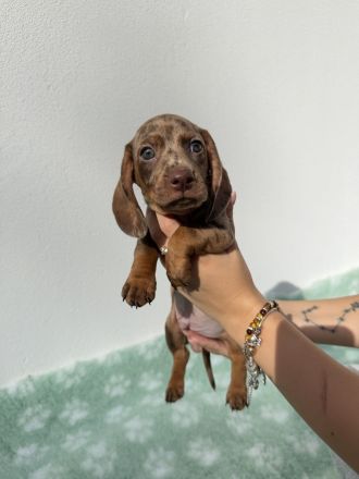Dackel Zwergdackel Welpen | Dachshund miniature