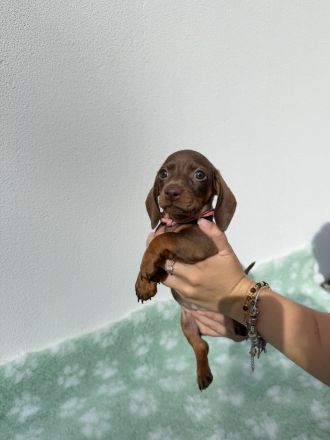 Dackel Zwergdackel Welpen | Dachshund miniature