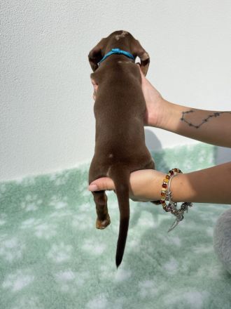 Dackel Zwergdackel Welpen | Dachshund miniature