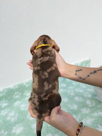 Dackel Zwergdackel Welpen | Dachshund miniature