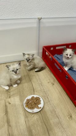 🤍Bezaubernde Ragdoll / Heilige Birma Mix Kitten (Mama Ragdoll, Papa Seal Point)