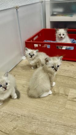 🤍Bezaubernde Ragdoll / Heilige Birma Mix Kitten (Mama Ragdoll, Papa Seal Point)