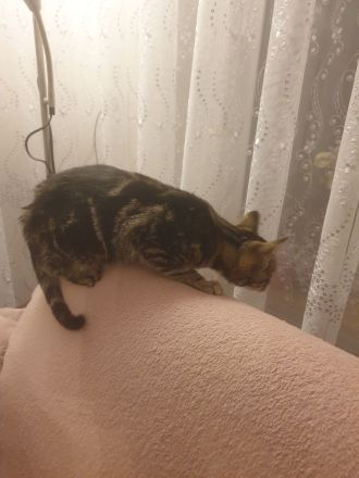 Babykatzen suchen neue Zuhause