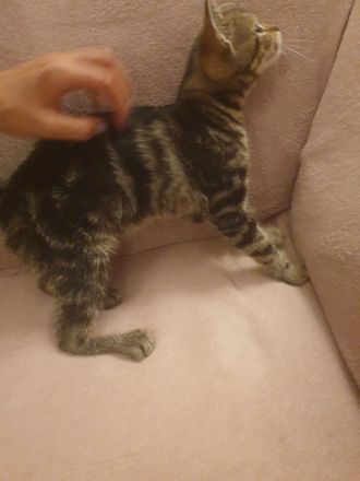 Babykatzen suchen neue Zuhause