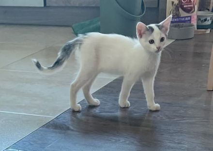Babykatzen suchen neue Zuhause