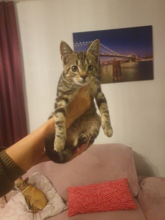 Babykatzen suchen neue Zuhause