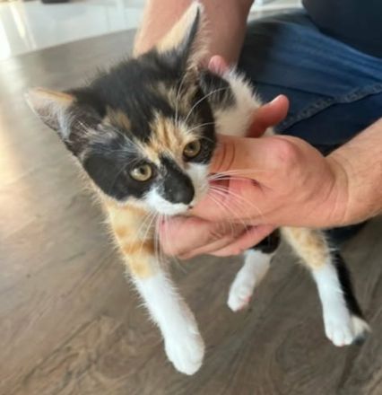 Babykatzen suchen neue Zuhause
